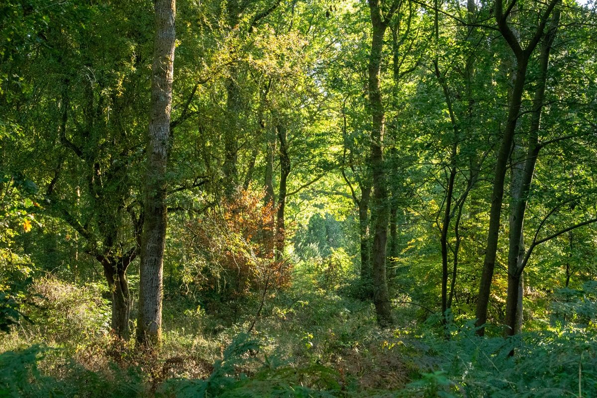 Savernake